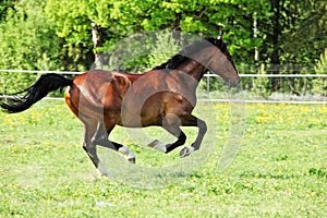 Race horse runs gallop on the meadow