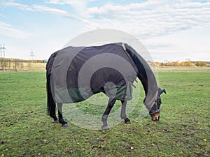 Race horse wear winter proof blanket. Sick or weakened old horse photo