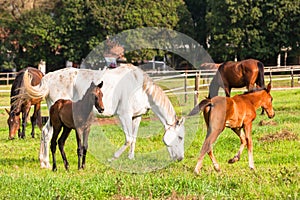 Race Horses Foals