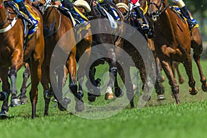 Race Horses Running Legs Hoofs Track Close Up