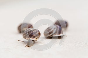 Race of large grape snails with brown shells on a white surface