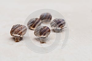 Race of large grape snails with brown shells on a white textured surface