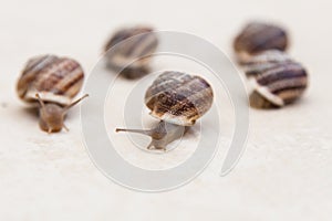 Race of large grape snails with brown shells on a white textured surface