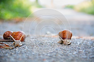 Race of Snails