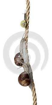 Race of snails two climb a cord