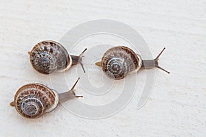 Race of large grape snails with brown shells on a white textured surface