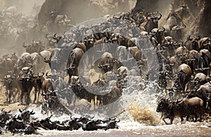 A race of Wildebeests migrating across the Mara River