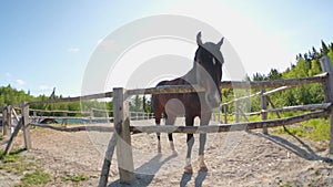 Racecourse concept. Modern animal livestock. Brown horse stallions in stall relaxing in training corral, farm