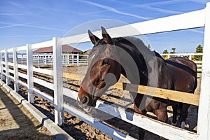 Racecourse, horse corral, parody horses in the training corral. Beautiful young purebred horse in paddock during training fall