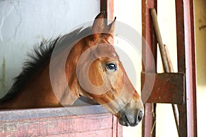 Racehorse behind brown wooden fence at rural animal farm