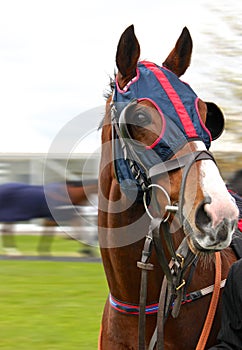 Racehorse photo