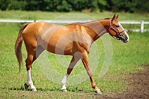 Racehorse chestnut photo
