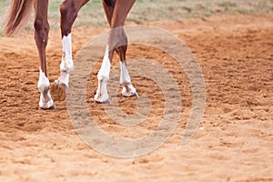 Racehorse Feet Close Up