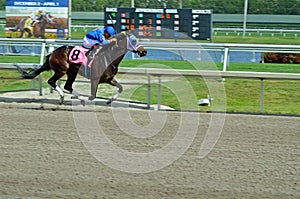 Racehorse in Full Gallop on It`s Way to Victory
