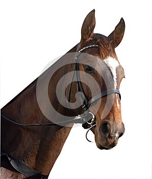 Racehorse Portrait photo