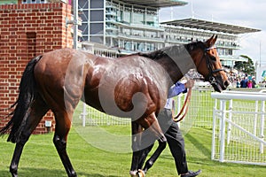 Racehorse After the Race, York Races, August 2015.