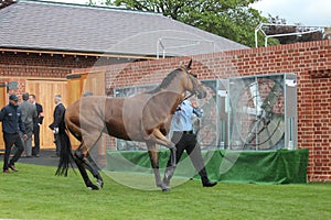 Racehorse After the Race, York Races, August 2015.