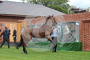 Racehorse After the Race, York Races, August 2015.