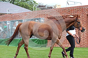 Racehorse After the Race, York Races, August 2015.