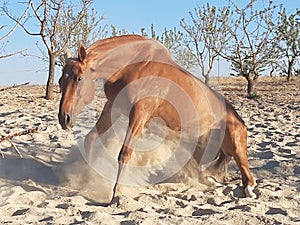 Racehorse raising from rest