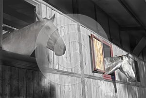 Racehorses appears at the window of a stable