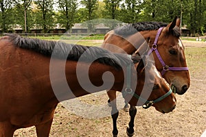 Racehorses in the paddock in warsaw