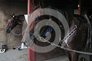 Racehorses after racing. photo