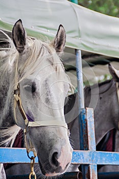 Racehorses on the Truck