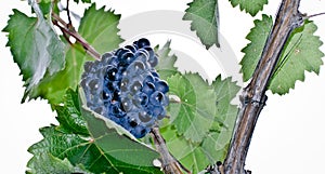 Racemation of grape photo
