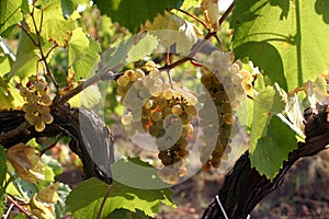 A racemation of grapes photo