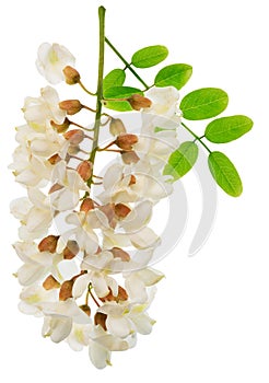 Raceme of blooming acacia flowers with green leaves on white background. File contains clipping path