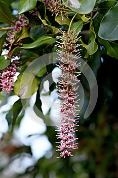 Raceme of pink flowers of an Australian native Macadamia, family Proteaceae