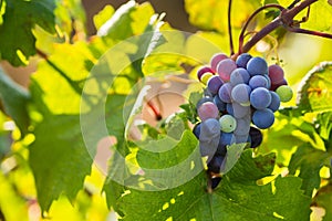 Raceme of the Primitivo di Manduria grape, organic vineyard in Salento, natural conditions, Puglia, Italy