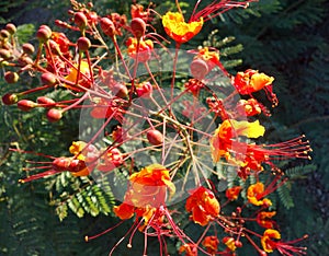 Raceme of Red Bird of Paradise (Caesalpinia pulcherrima