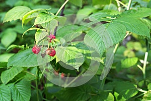 Raceme of wild raspberry red berries