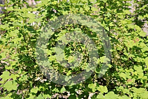 Racemes of newly formed red currants on shrub