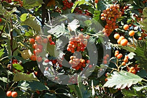 Racemes of orange fruits of Sorbus aria