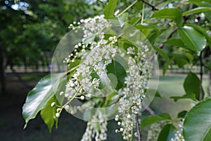 Racemes of small flowers of Prunus serotina