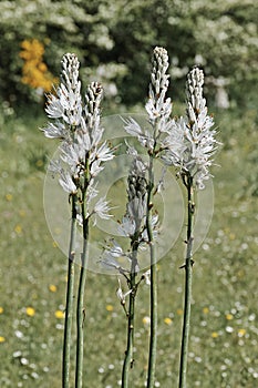 Racemes of white asphodel in blooming