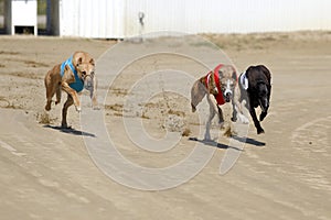 Racer dogs at the dog race start
