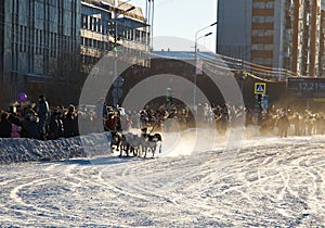 Races on cervine teams