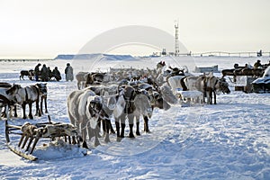 Races on reindeer sled in the Reindeer Herder's Day on Yamal, Sporting activity.Deer