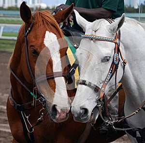 Racetrack Outrider Ponys