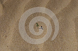 The rachitic flora ofCorralejo National Park