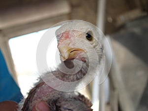 Rachitis | calcium deficiency |  Malformed beak in chicken because of a lack of calcium carbonate. veterinarian . veterinary medic