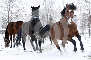 Racin horses running in the snow
