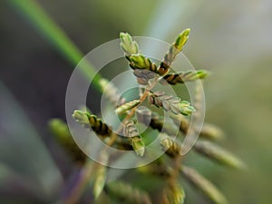 Racinaea is a genus of the botanical family Bromeliaceae, subfamily Tillandsioideae. The genus is named for Racine Foster