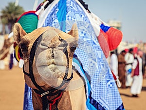 Racing camel
