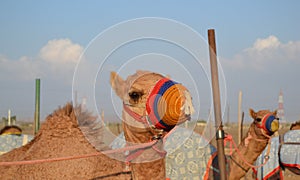 Racing camel in his colored muzzle