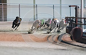 Racing dogs